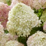 Hortenzia metlinatá (Hydrangea paniculata) ´LIVING LITTLE LOVE´® by LIVING CREATIONS® výška 20-30 cm, kont. C1,5L